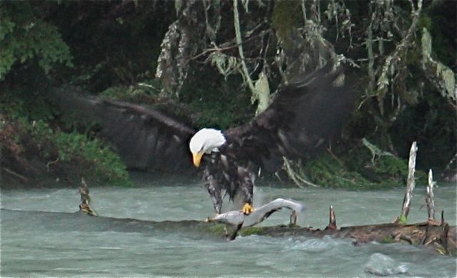 Eagle with dinner